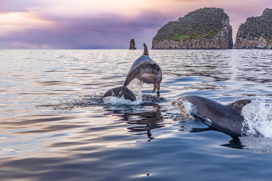Dolphins in Tasmania