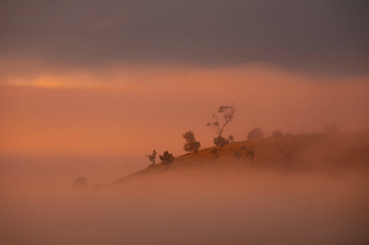 Misty Morning Tassie