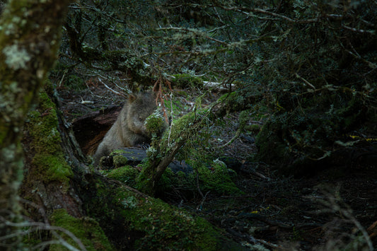 The Hidden Wombat