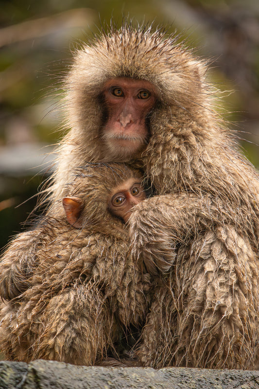 Snow Monkeys Mother and Son