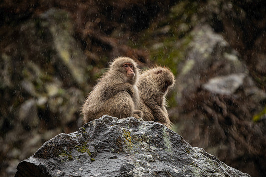 Snow Monkey in the Rain