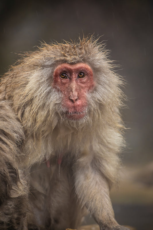 Snow Monkey Portrait