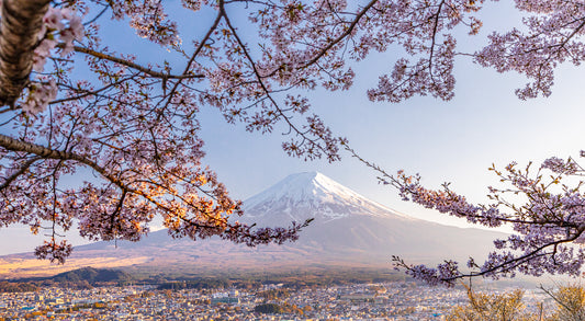 Mt Fuji Cherry Blossom