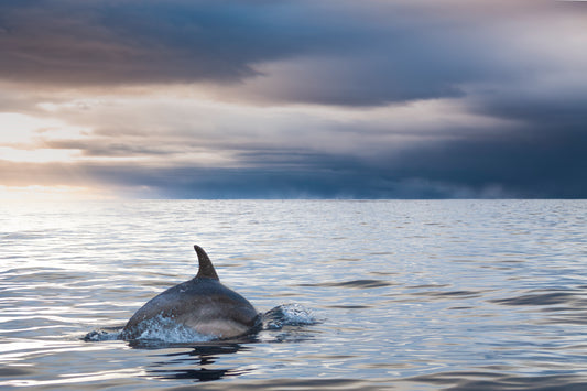 Tasman Sea