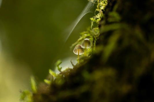 Fairy Tales